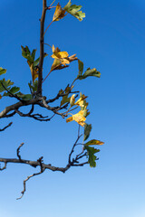 Branches of bush, green, yellow leaves on the bright blue sky.