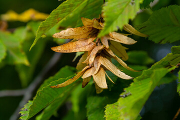 Branch of a hornbeam Carpinus betulus with drooping inflorescence and leaves in autumn, selected focus, narrow depth of field, copy space in the blurry background