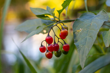 Red berries of woody nightshade, also known as bittersweet, Solanum dulcamara seen in August