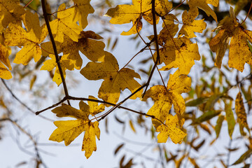 Obraz premium yellowed maple leaves on a blue sky background in autumn on a sunny day