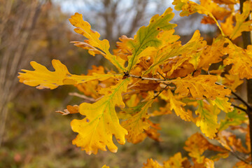 Oak branch with orange leaves in the forest in autumn. Nature background