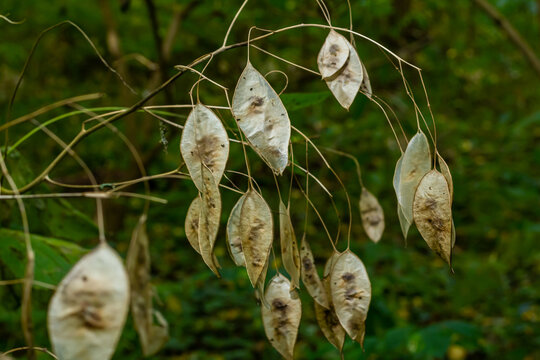Dry silicles of Lunaria covered with rime in autumn morning against blurred garden. Closeup. Selective focus