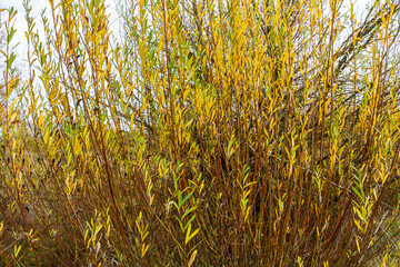 Salix purpurea purple willow or osier is a species of Salix native to most of Europe. Purple willow catkin, Salix purpurea