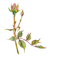 Fototapeta premium Hand drawn watercolor illustration shabby boho botanical flowers leaves. Dusty English tea rose, withered head bud, pink cream. Single object isolated on white background. Design wedding, love cards