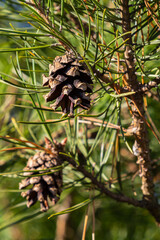 Close-up on a pretty pine cone hanging from its branch and surrounded by its green thorns. Pine cone, pine thorns, pine branch and blue sky