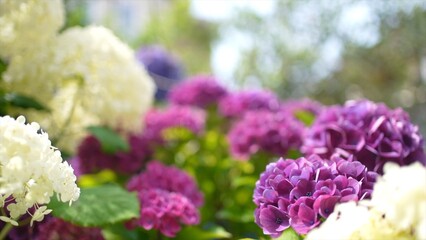 紫と白の紫陽花