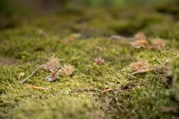 A close up of some moss on the floor of a forest
