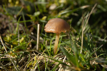 A solitary mushroom amongst the grass