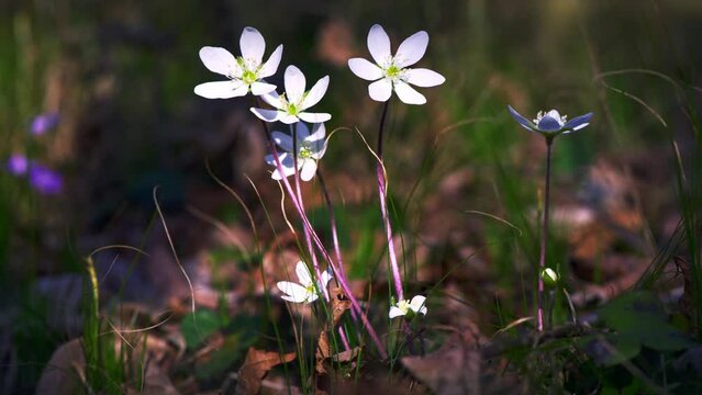 White Hepatica nobilis flower