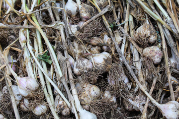 Garlic after harvesting Close-up view 