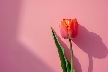 Elegant Single Red Tulip Against Pastel Pink Background