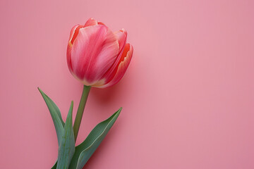 Elegant Single Tulip Against Soft Pink Background