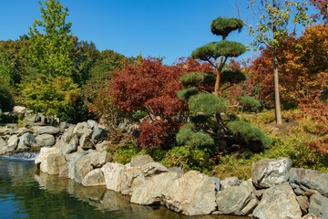 Beautiful landscape with Japanese maples and topiary pine on shore of pond in Japanese garden. Public landscape park of Krasnodar or Galitsky Park, Russia.