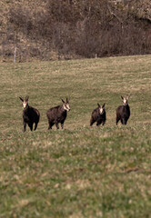 quatre chamois dans la prairie côte à côte face à l'objectif