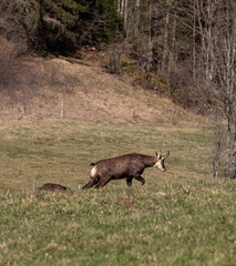chamois avance dans une prairie et broute