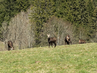 jeune chamois regarde vers l'objectif au milieu d'une prairie