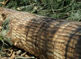épicéa au sol avec découpes de sangle pour le fromage mont d'or
