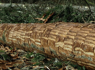 découpe de sangles sur un épicéa en franche comté pour sangler le mont d'or