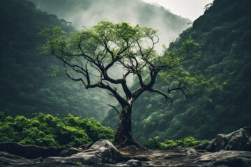 Isolated tree on rocky terrain in lush forest