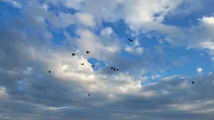 Birds flock flying in the sky
