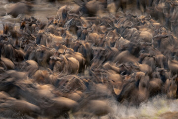 Fototapeta premium Slow pan of blue wildebeest during crossing