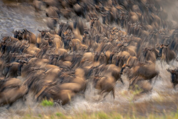 Slow pan of blue wildebeest in water