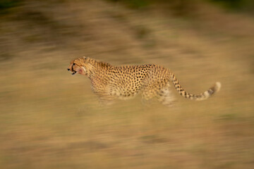 Slow pan of cheetah walking across savanna © Nick Dale