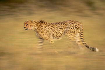 Slow pan of cheetah walking across plain