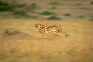 Slow pan of cheetah walking across savannah