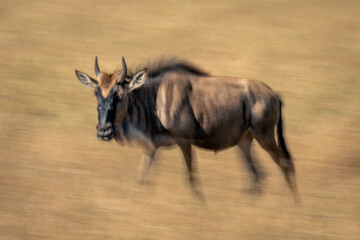 Slow pan of migrating blue wildebeest calf