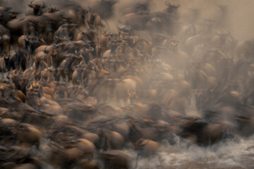 Slow pan of blue wildebeest while crossing