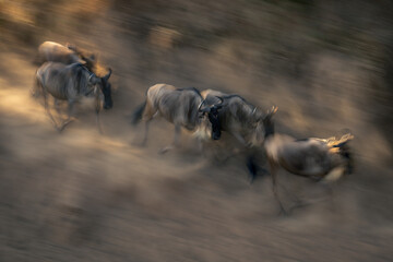 Slow pan of five wildebeest galloping together