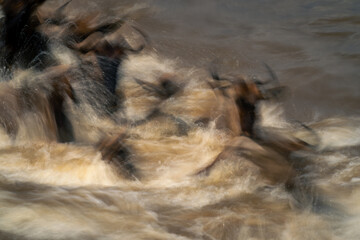 Slow pan of two blue wildebeest swimming