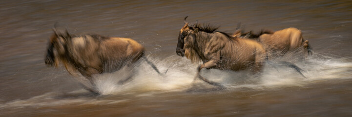 Slow pan panorama of wildebeest in shallows