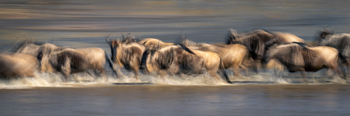 Slow pan panorama of wildebeest in river