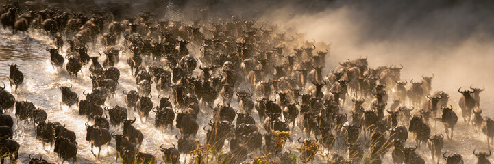 Slow pan panorama of wildebeest crossing Mara