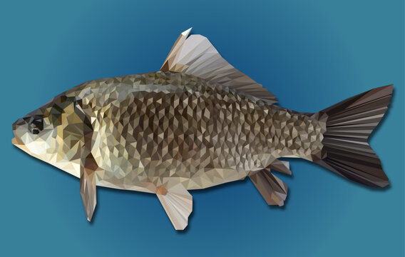 River fish crucian carp in triangulation style on blue background. Geometric fish| Abstract fish| Polygonal fish