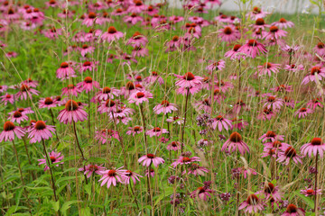 Purpurroter Sonnenhut (Echinacea purpurea) im Blumenbeet