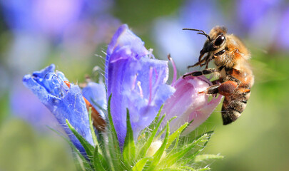 Europäische Honigbiene (Apis mellifera) sitzt auf blauer Blüte