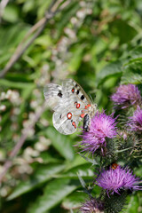 Hochalpen-Apollo oder Alpenapollo (Parnassius phoebus) Schmetterling sitzt auf Distel 