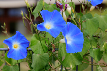 Himmelblaue Trichterwinde oder Prunkwinde (Ipomoea tricolor)