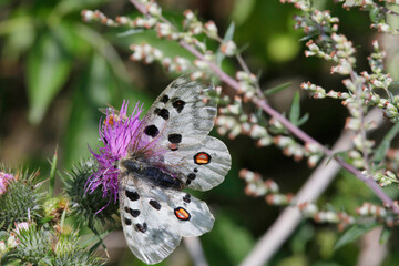 Hochalpen-Apollo oder Alpenapollo (Parnassius phoebus) Schmetterling sitzt auf Distel 