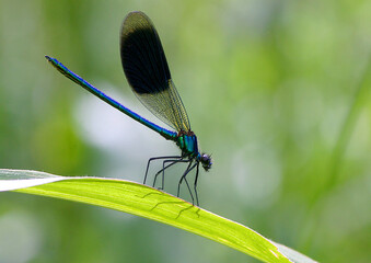 Gebänderte Prachtlibelle (Calopteryx splendens) sitzt auf Wasserpflanze