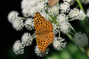 Große Perlmuttfalter (Speyeria aglaja) sitzt auf weißer Blüte 