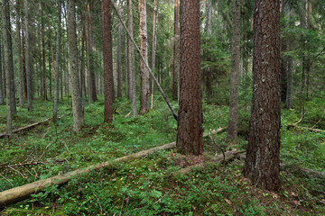 A mature coniferous natural forest on a late summer day in Estonia, Northern Europe	