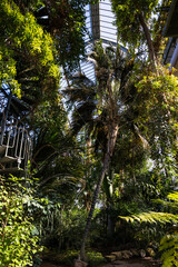 Plantes tropicales sous la structure métallique des grandes serres du jardin botanique de Lyon, à...