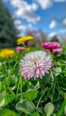 Obraz premium Spring meadow with white and pink daisies, yellow dandelions under blue sky, space for text