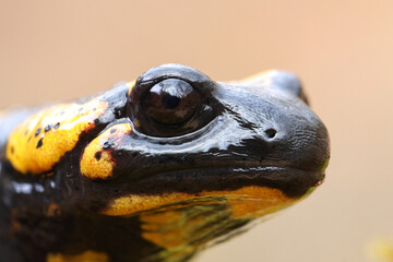 closeup of salamandra head - 758734141