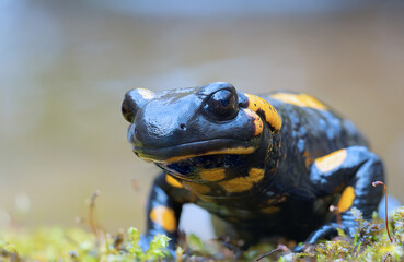 cute salamander looking at the camera - 758734188