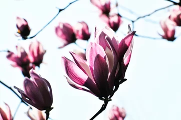 Gardinen  lovely magnolia blossom in springtime © 曹宇